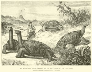 Gigantesche tartarughe terrestri delle Isole Galapagos da English School