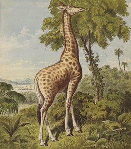 Giraffa da English School