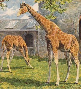 Giraffe da English School