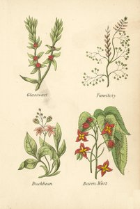 Salicornia, Fumaria, Trifoglio d