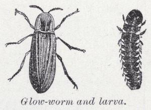 Lucciola e larva da English School