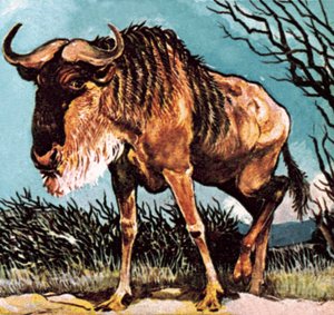 Gnu o gnu