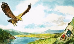 Aquila d