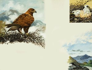 Aquila Reale