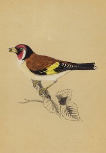 Cardellino