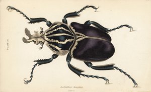 Coleottero Golia, Goliathus goliatus (Goliathus magnus) da English School