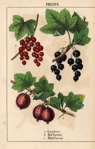 Uva spina, ribes rosso e ribes nero, da 