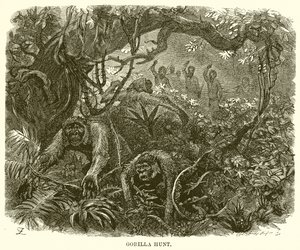 Caccia al gorilla