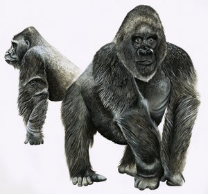 Gorilla da English School