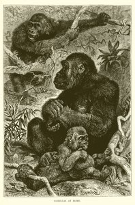 Gorilla a casa da English School