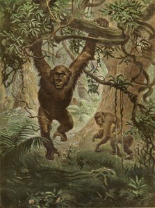 Gorilla a casa da English School