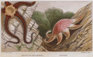 Stella fragile granulata, Stella del sole