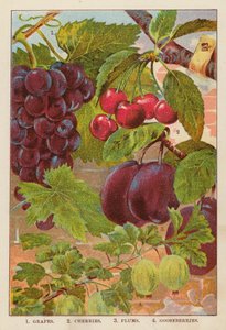 Uva; Ciliegie; Prugne; Uva spina