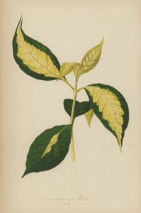 Graptophyllum Pictum da English School