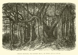 Grande Banyan, o albero sacro, dell