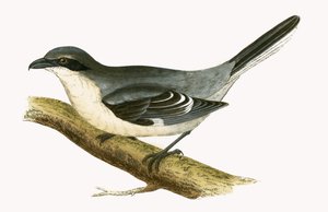 Averla maggiore, illustrazione da 