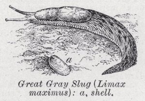 Grande lumaca grigia, Limax maximus