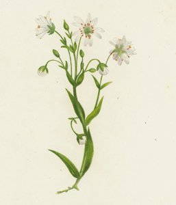 Stellaria maggiore, Stellaria Holostea da English School