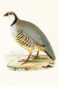 Pernice greca, illustrazione da 