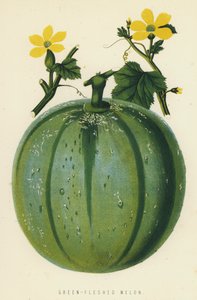 Melone a polpa verde