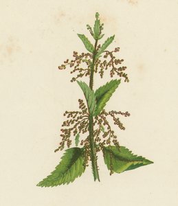 Ortica verde, Urtica Dioica da English School