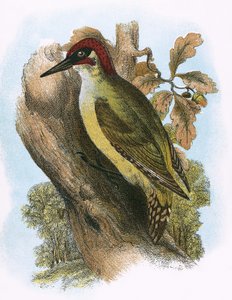Picchio Verde