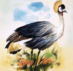 Gru coronata grigia