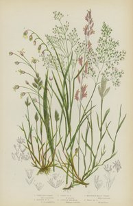 Erba capillare grigia, Erba capillare argentata, Erba capillare precoce, Molinia purpurea, Melica montana, Melica dei boschi da English School