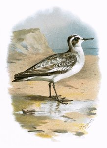 Falaropo beccosottile