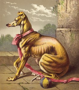 Levriero