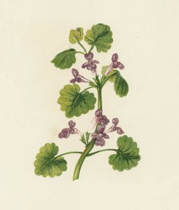 Edera terrestre, Glechoma Hederacea da English School