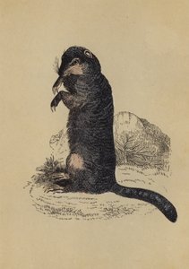 Scoiattolo di Terra