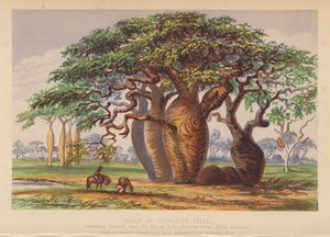 Gruppo di alberi Couty Stem, Australia