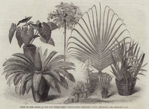 Gruppo di piante rare alla recente Esposizione Internazionale di Orticoltura, South Kensington (incisione) da English School