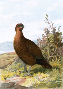 Gallo cedrone