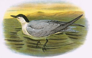 Sterna zampenere