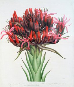 Giglio di Gymea, 1826