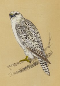 Falco gyr