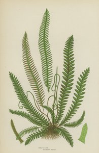 Felce Dura