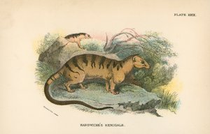 Hemigale di Hardwicke da English School