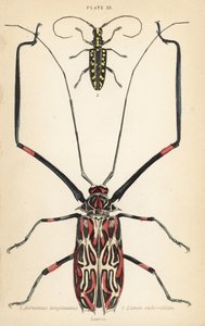 Coleottero arlecchino, Acrocinus longimanus 1, e coleottero longhorn a faccia piatta, Taeniotes subocellatus 2 da English School
