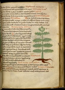 Harley 4986 fol.20 L