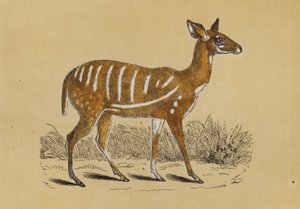 Antilope Imbrigliata da English School