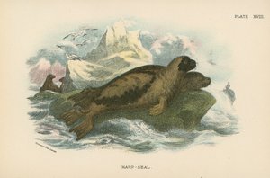 Foca della Groenlandia
