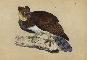 Aquila arpia da English School