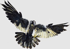 Falco