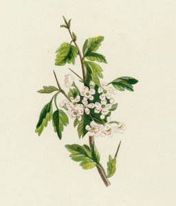 Biancospino da English School