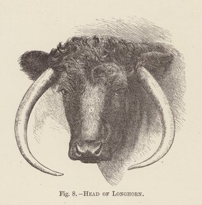 Testa di Longhorn