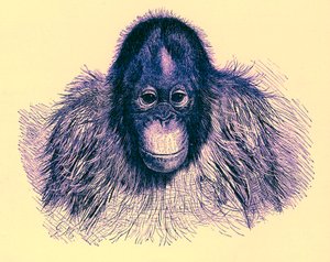 Testa di orangutan, illustrazione da La Storia Naturale Reale, pubblicata nel 1896 da English School