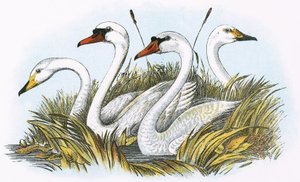 Teste di specie di cigni britannici